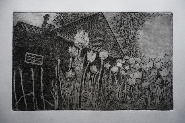 Ольга Охлопкова. Картинки. Тюльпаны. офорт, 19,5 х 31,5 см, 2019